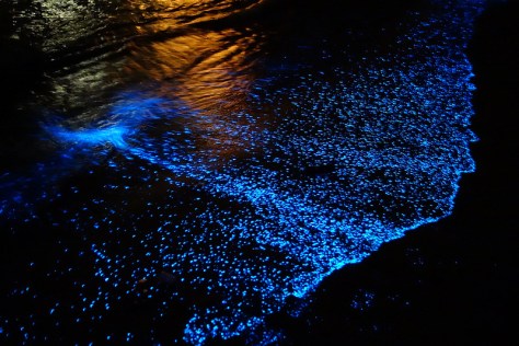 bioluminescent-beaches-1